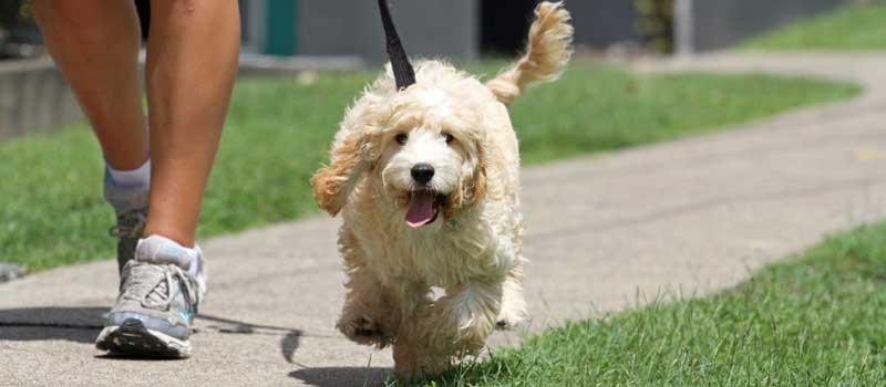 Support worker walking a dog